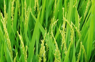 quy-trinh-lam-lua-hieu-qua-giup-tang-nang-suat-va-chat-luong-hat-gao