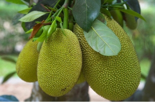 quy-trinh-lam-trai-mit-chuan-ky-thuat