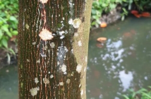 cach-phong-tru-benh-tren-cay-mit-hieu-qua-giup-tang-nang-suat-va-chat-luong-trai